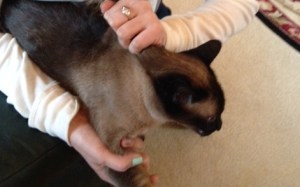 takker being scruffed